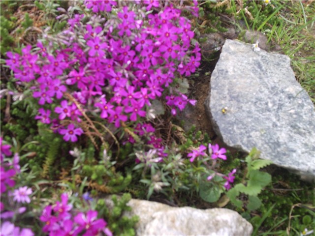 kamenjarlll